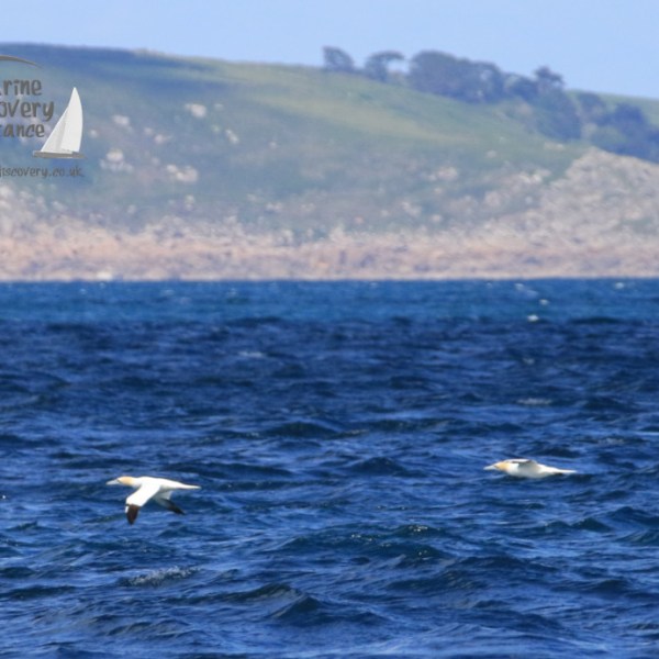gannets