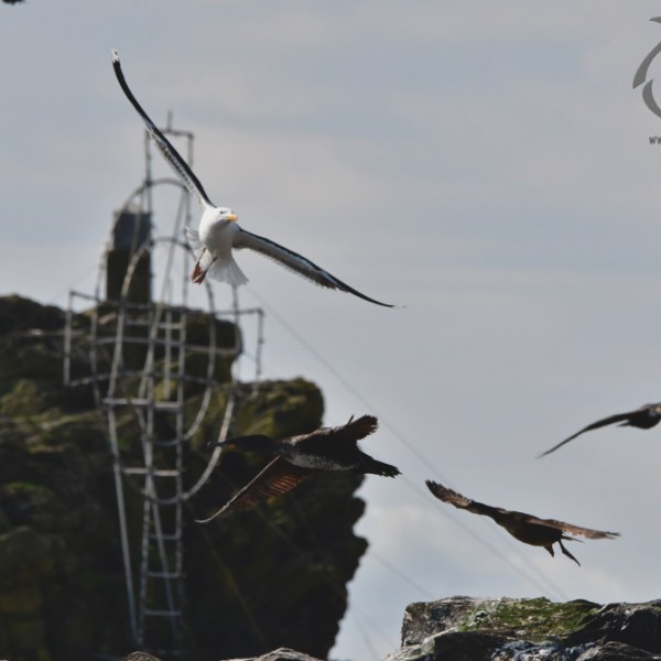 great black backed gull and cormorant