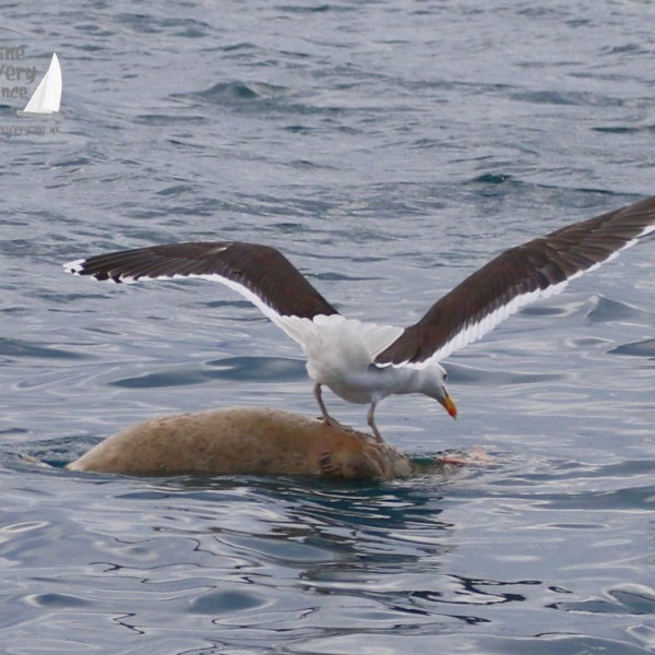 seal being scavenged on by great black backed gull