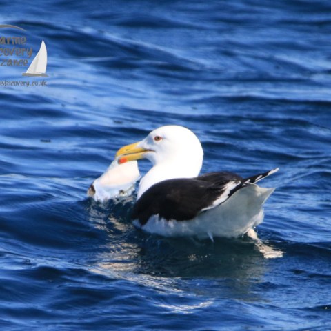 great black backed gull