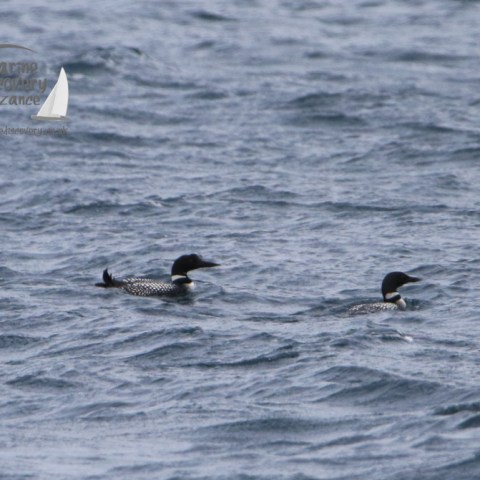 great norther divers