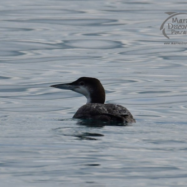 great northern diver