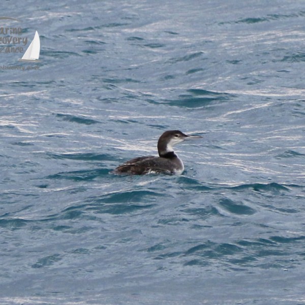 great northern diver