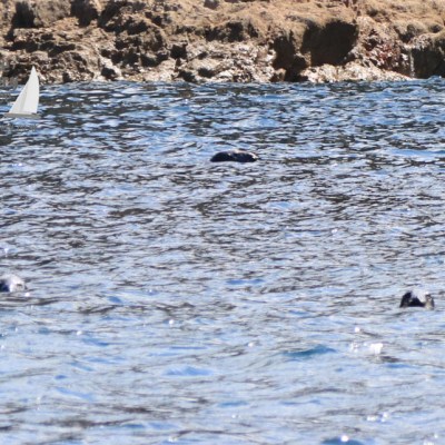 grey seals