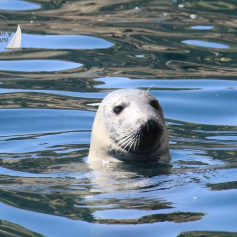 grey seal