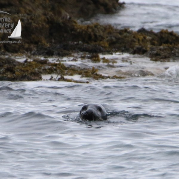grey seal