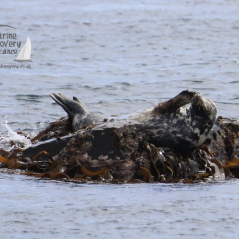 grey seal