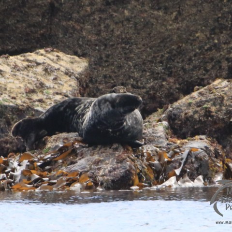 male grey seal called 