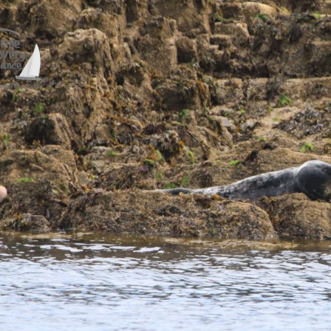 grey seal and sea urchin