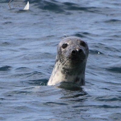 grey seal