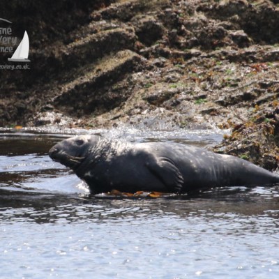 grey seal