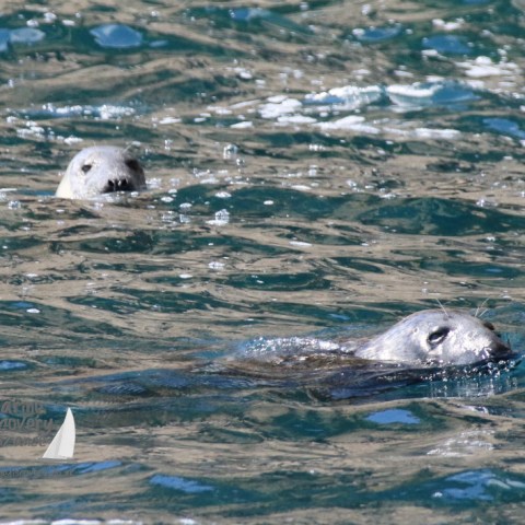 grey seals