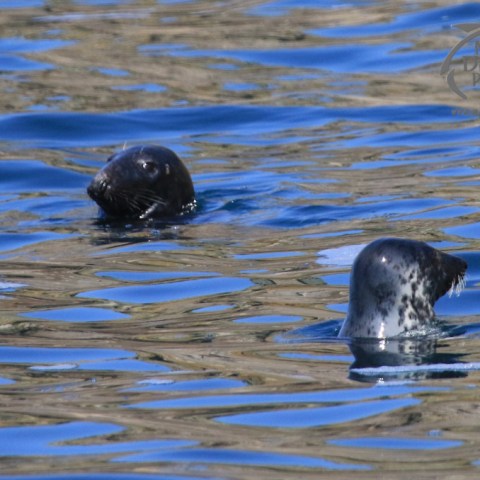 grey seals