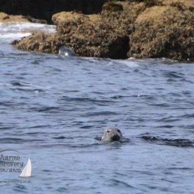 grey seals