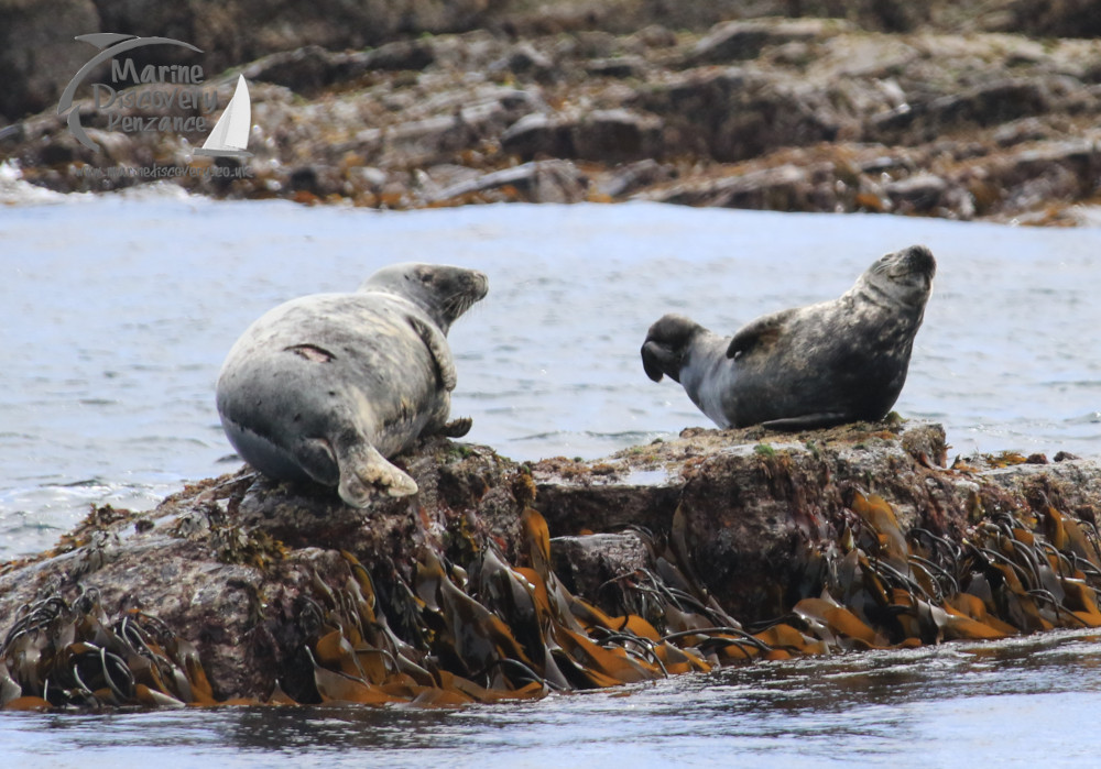 seals on a rocky shore