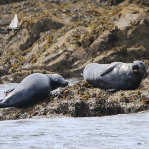 grey seals