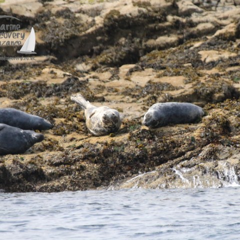 grey seals