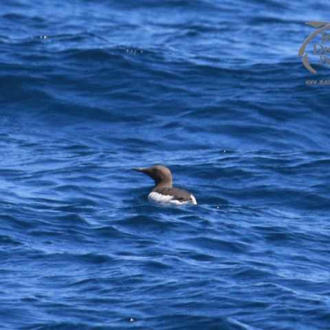 guillemot