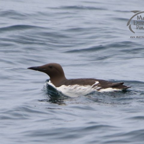 guillemot