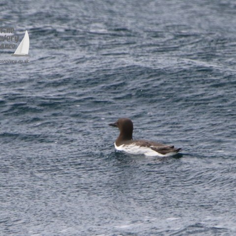 guillemot