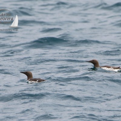 guillemots
