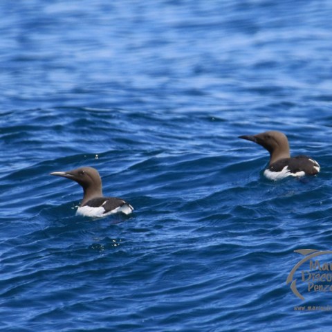 guillemotsof water