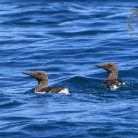 guillemots