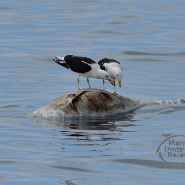 gulls scavenging on dolphin