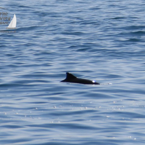 harbour porpoise