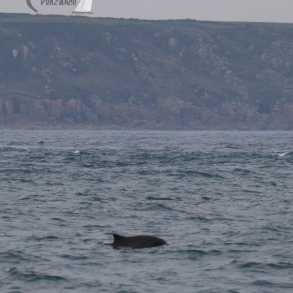 harbour porpoise