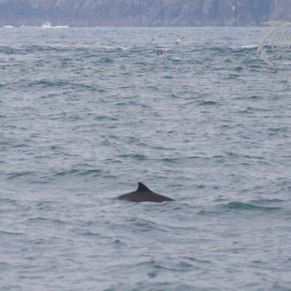 harbour porpoise