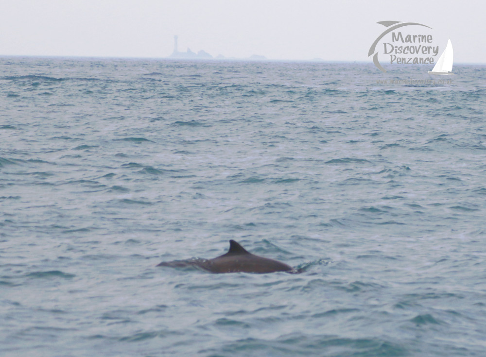 harbour porpoise