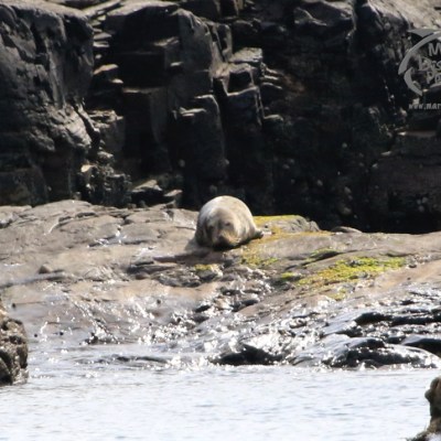 juvenile seal