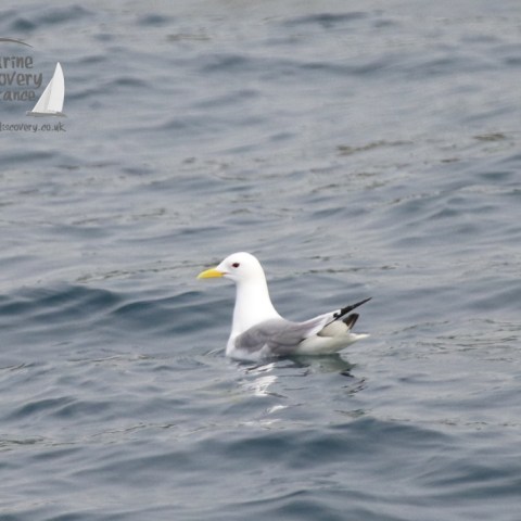 kittiwake