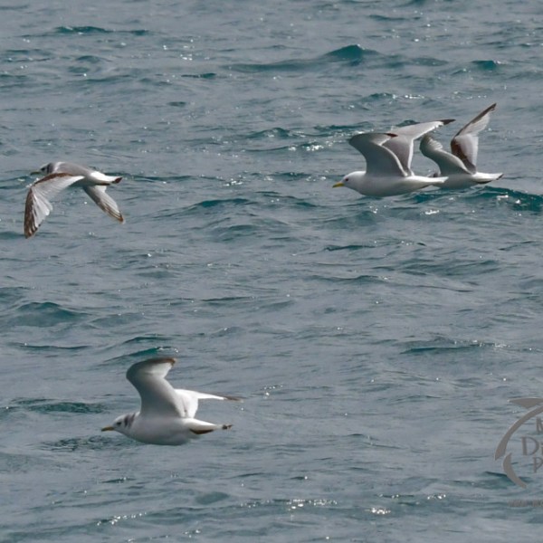 kittiwakes