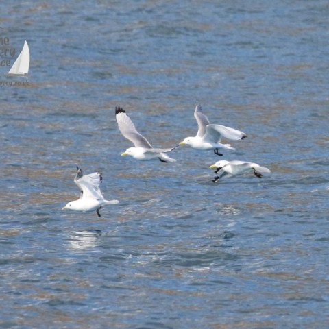 kittiwakes