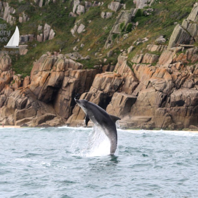 leaping bottlenose dolphin
