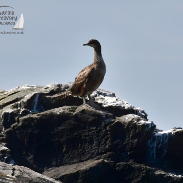 Lone shag