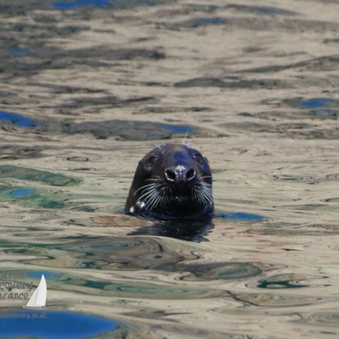 male grey seal