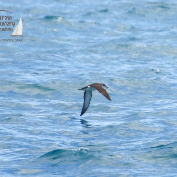manx shearwater