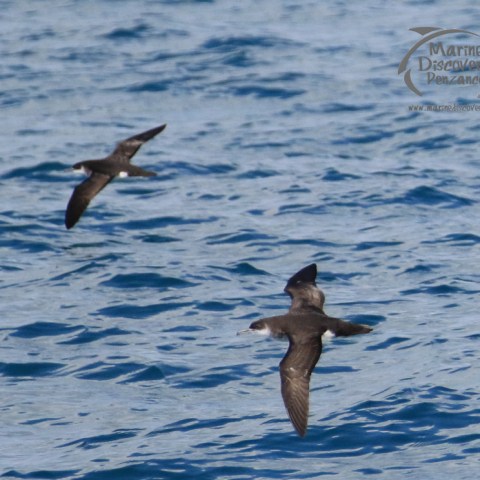 manx shearwaters