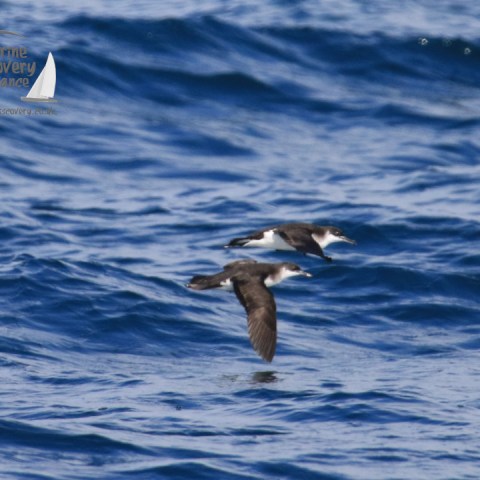 manx shearwaters