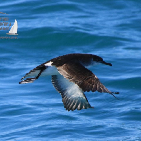 manx shearwaters