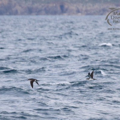 manx shearwaters