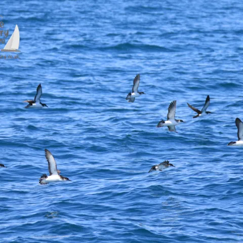 manx shearwaters