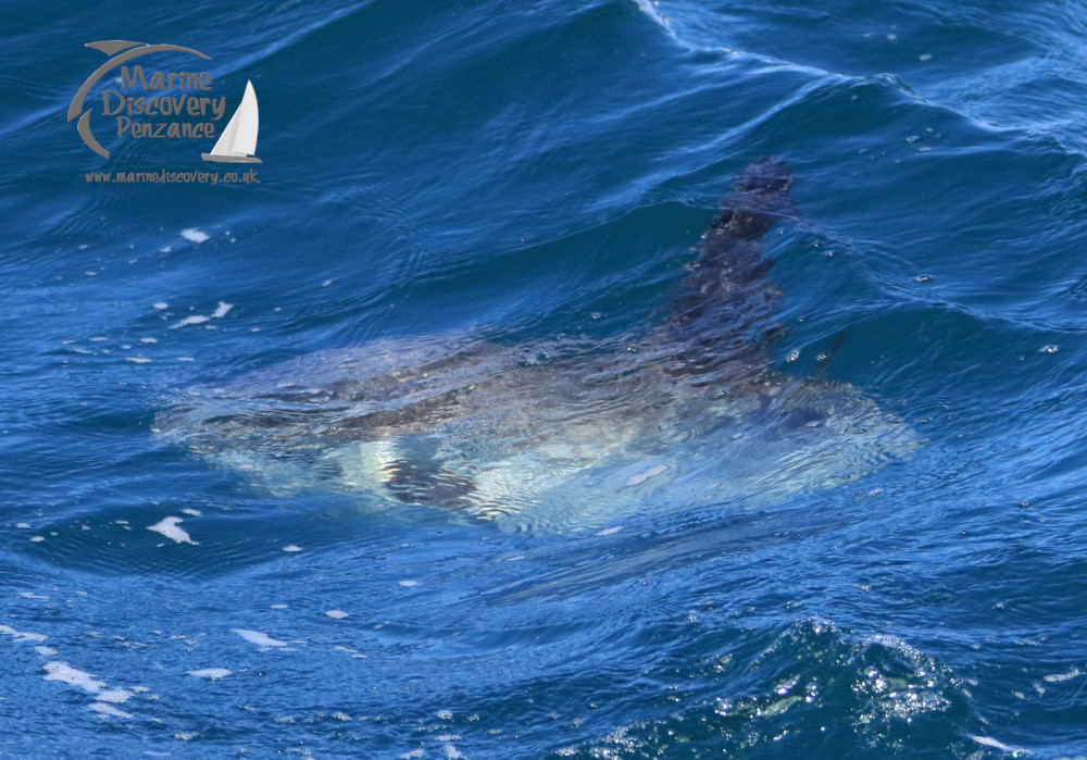 ocean sunfish
