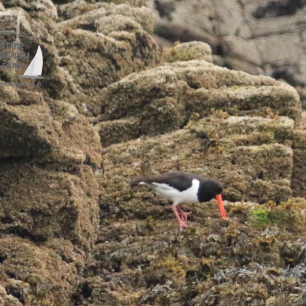 oystercatcher