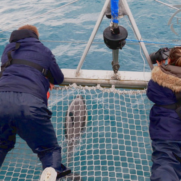 watching bowriding dolphins