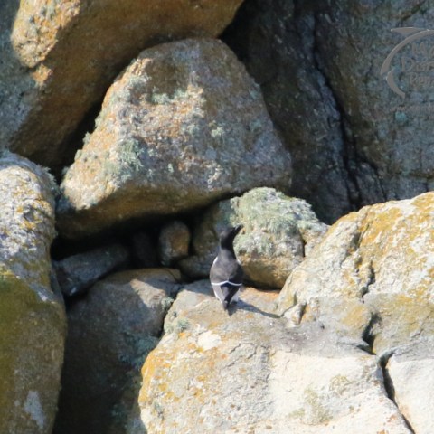 a close up of a rock wall