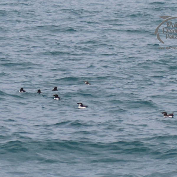 razorbills